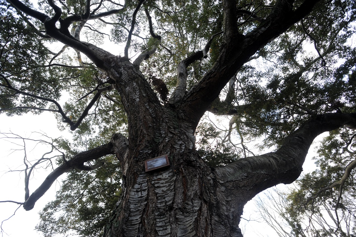 A silver beech/tahina (Lophozonia menziesii) growing in Dunedin Botanic Garden. Photo: Peter...