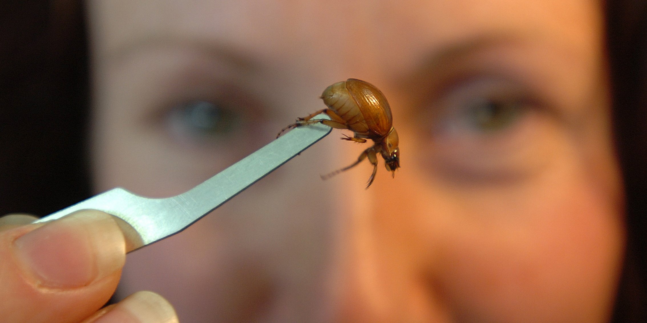Regional endemics to Otago include the flightless Cromwell chafer beetle. Photo: Peter McIntosh
