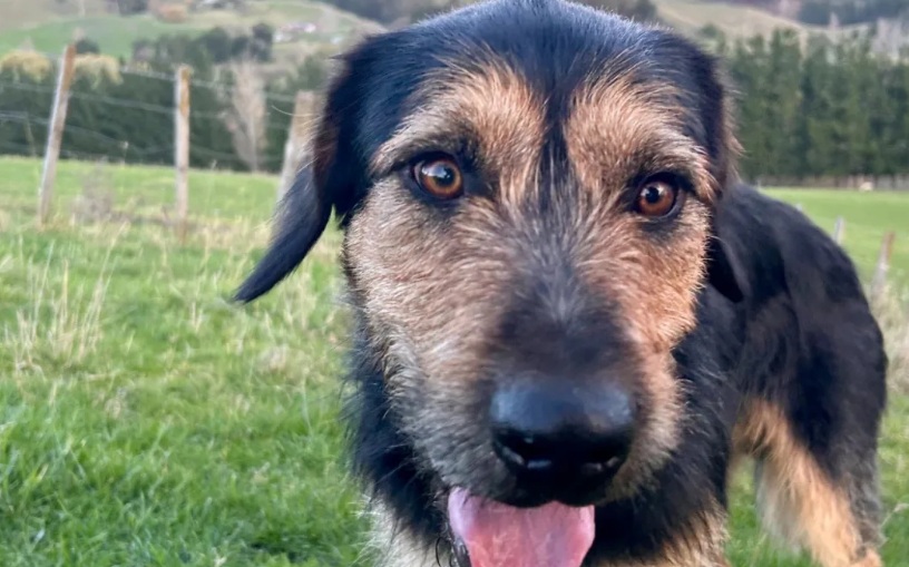 Bruce is ready for a home and located in Hastings. Photo: Supplied