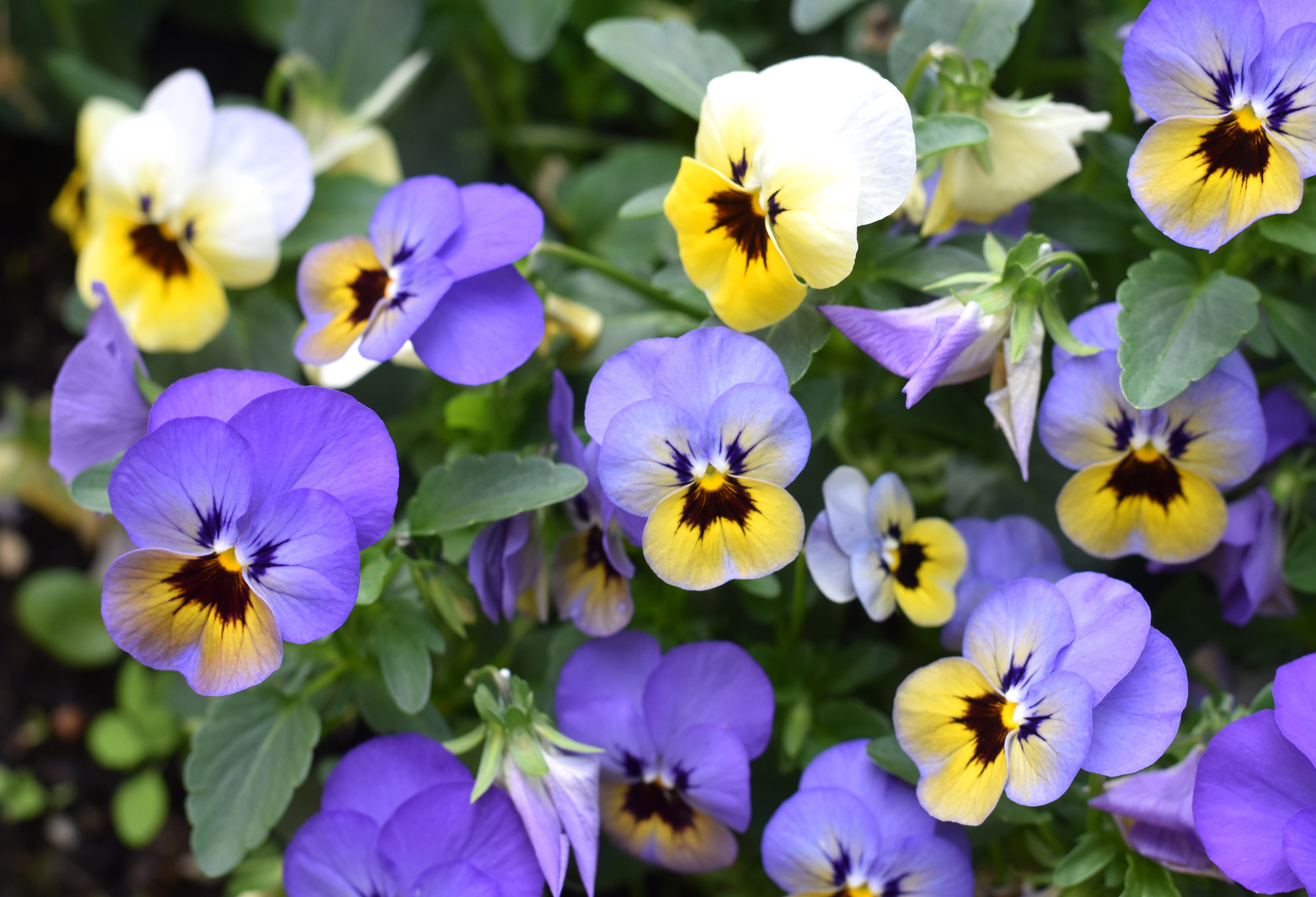 Pansies. PHOTO: GETTY IMAGES