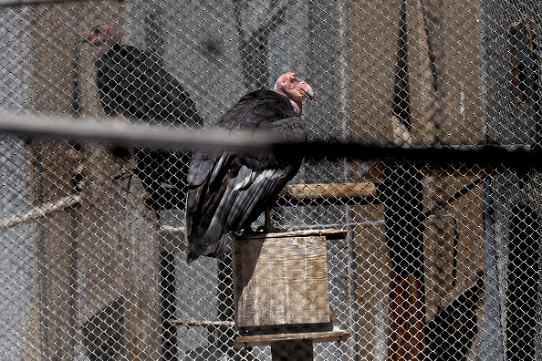 Condors at the California Condor Recovery Program at the Los Angeles Zoo. Photo: Getty Images