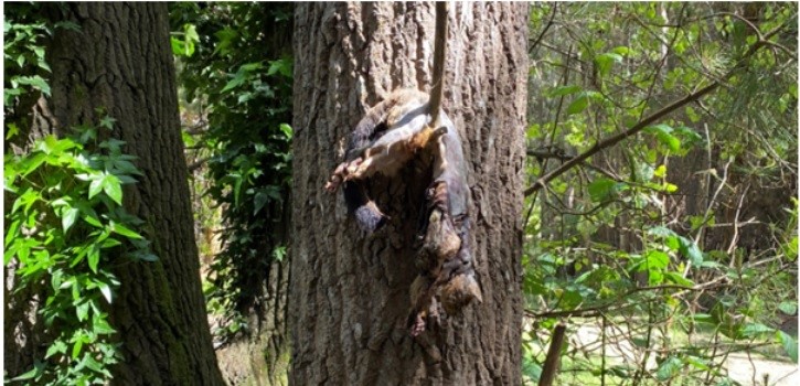 The first dead possum in a tree was found in October. Photo: Supplied