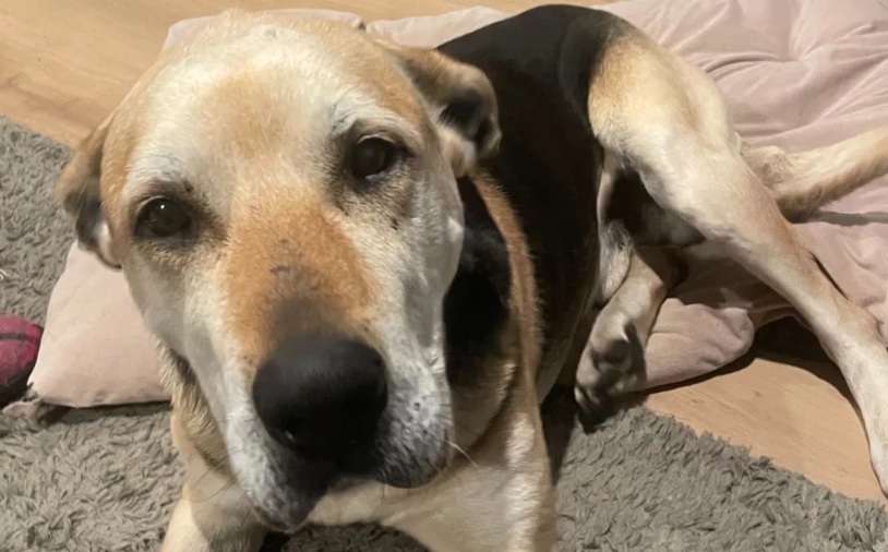 Jug is ready for a home and located in Morrinsville. Photo: Supplied