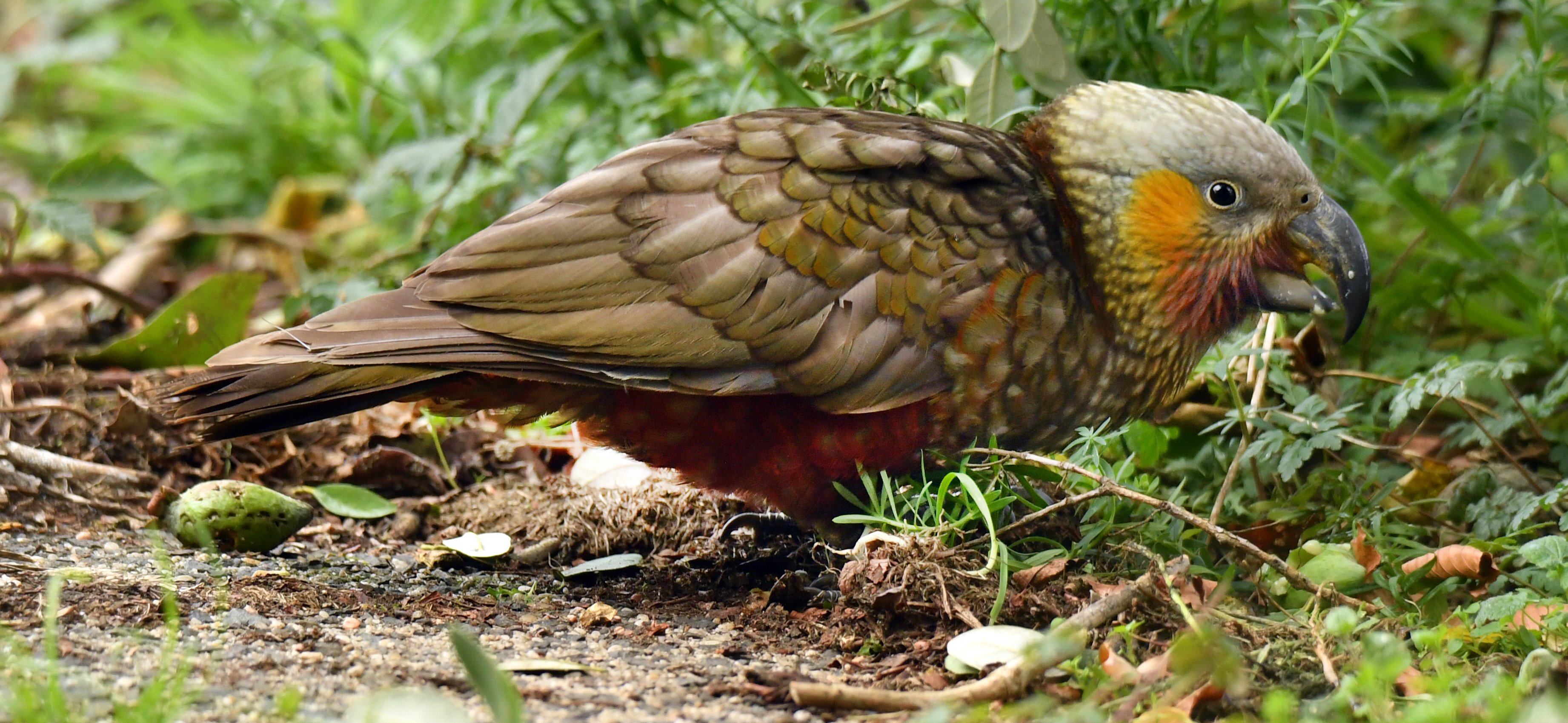 A kākā eats feijoas while being stalked by a black cat in the back yard of a Maitland St property...