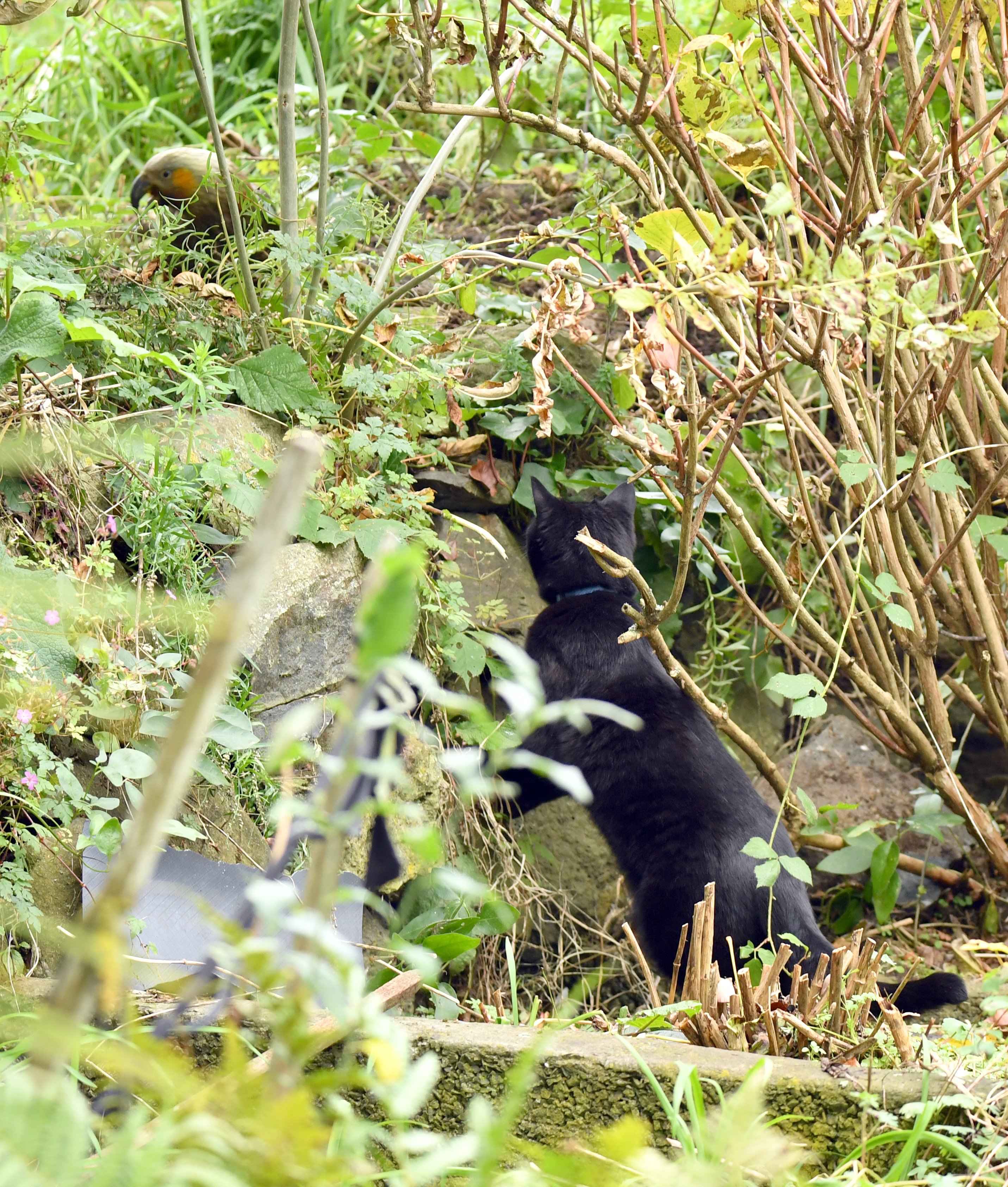 The native parrot managed to escape on this occasion.