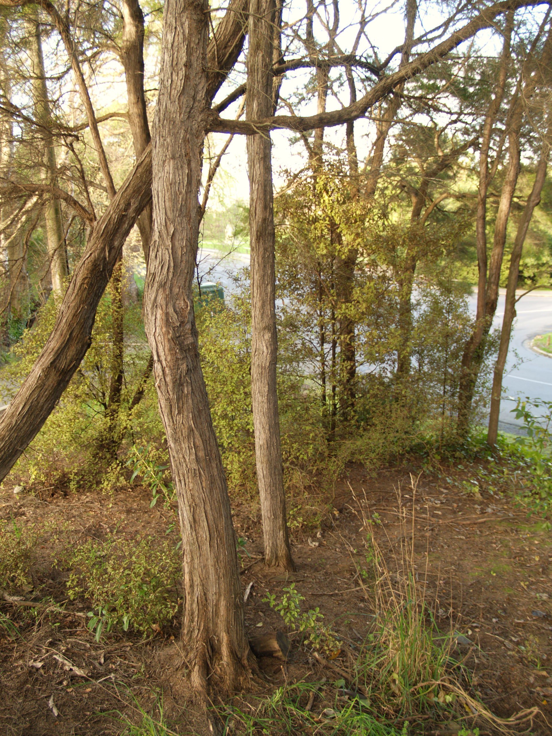 Kanuka can be found growing in the Lovelock bush. PHOTOS: SUPPLIED