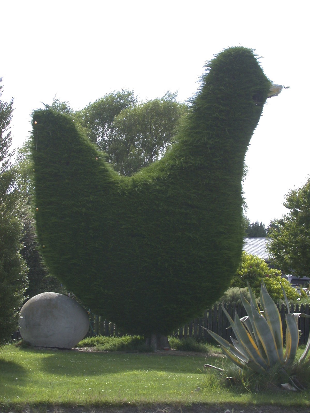The Chook Tree in Waianakarua in North Otago is a finalist in the Tree of the Year competition....