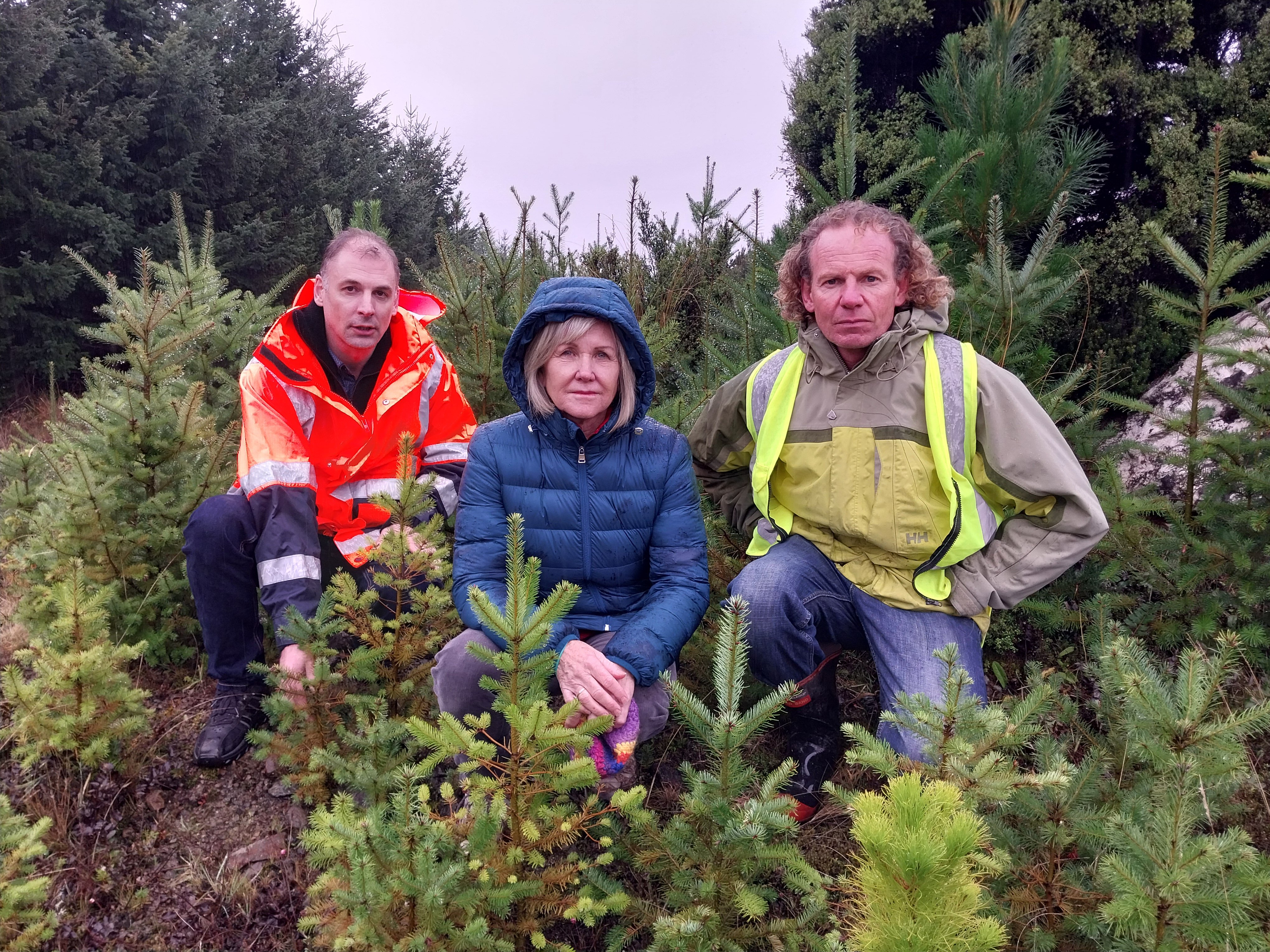 Examining a clump of wilding Douglas fir seedlings growing on Department of Conservation land at...