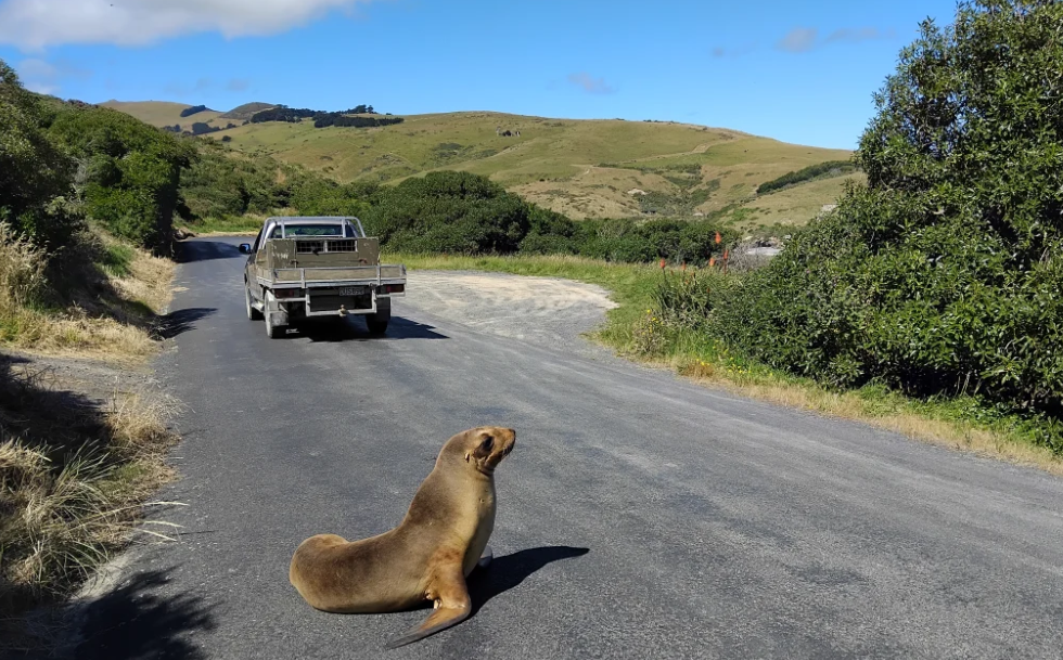 Sightings of sea lions and seals reported to Doc before June 22 will help shape the initial...