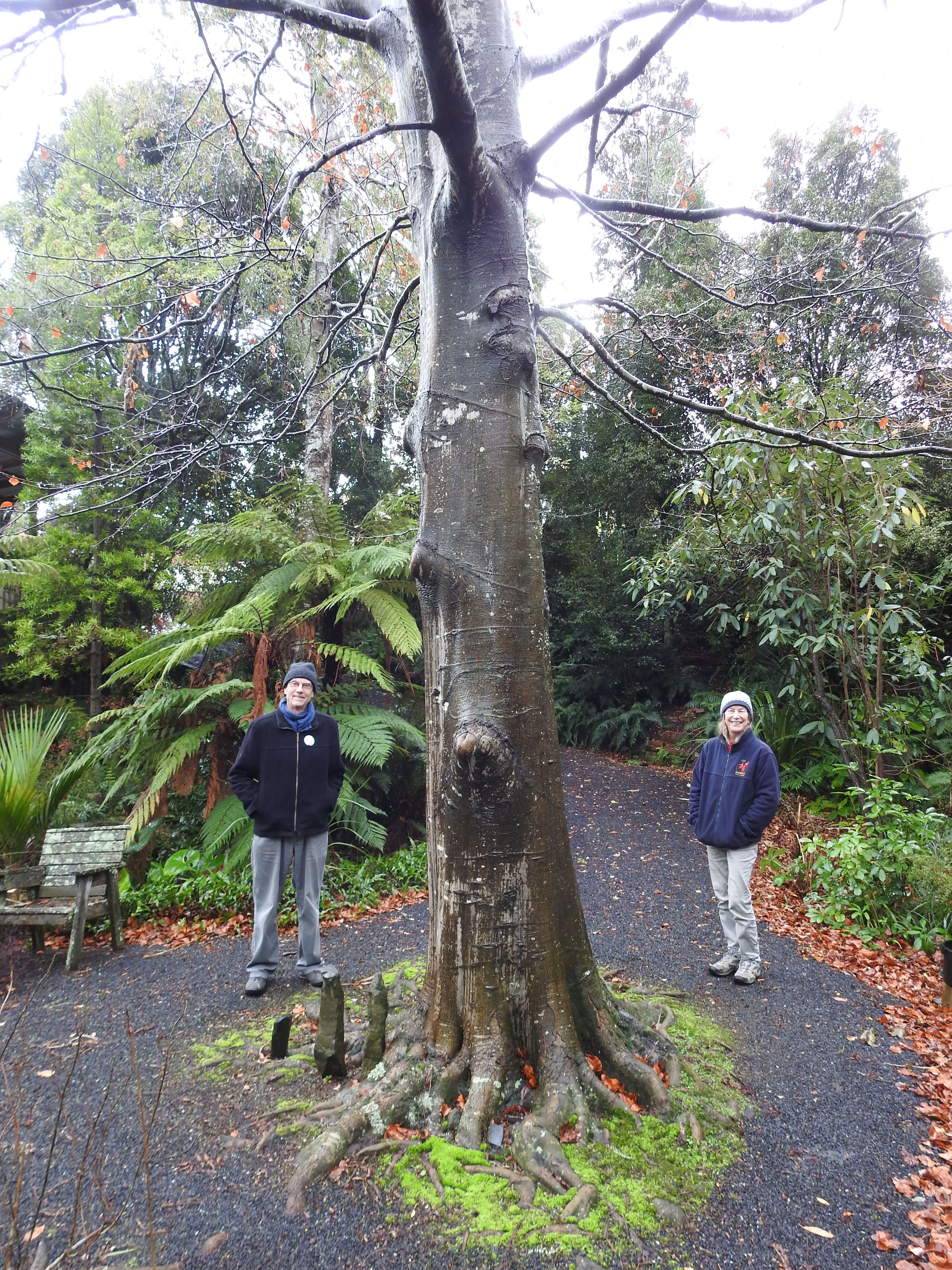 John Dodd and Marianne Groothuis stand beside the European beech (Fagus sylvatica). PHOTOS:...