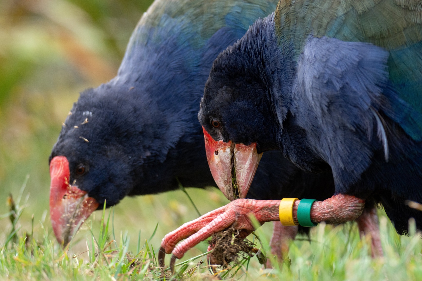 Paku and Quammen together in 2019. Photo: Giverny Forbes
