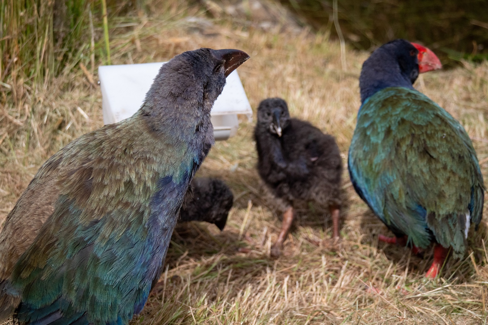 Ihaka, his younger siblings and father Bennett last year. Photo: Taylor Davies-Colley