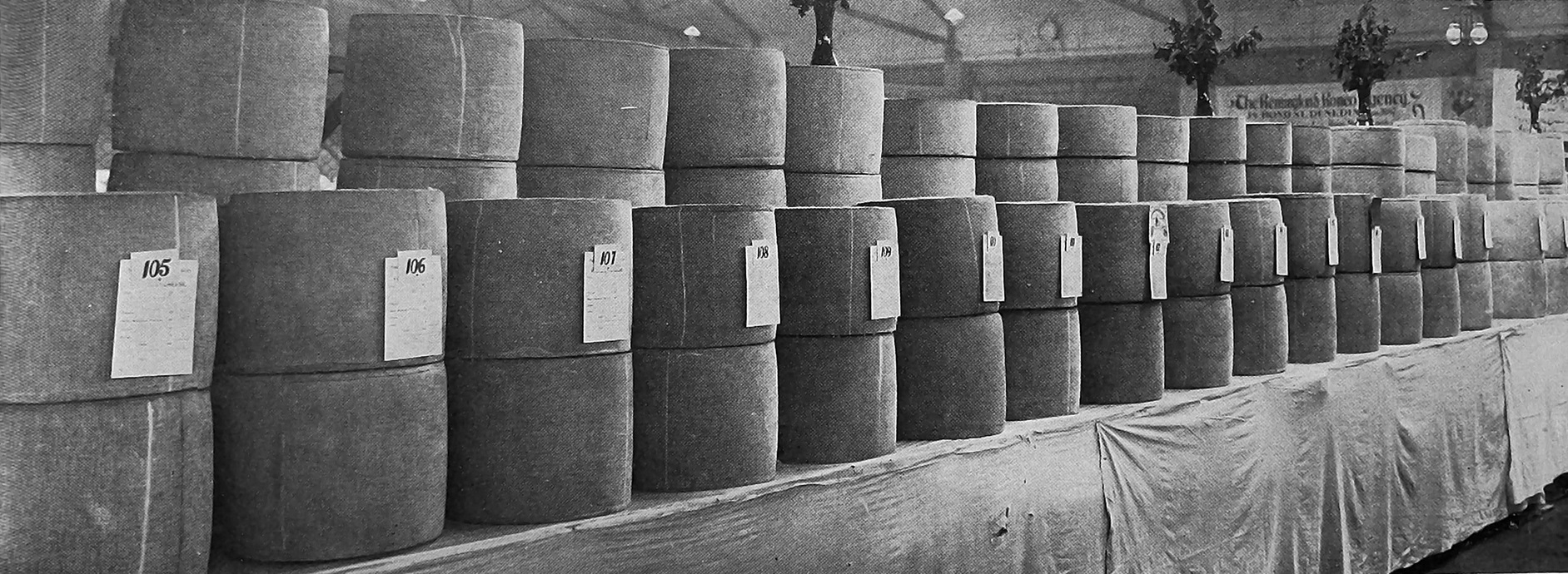 Cheeses on display at the Otago A and P Society winter show, in Dunedin. — Otago Witness, 9.6.1925
