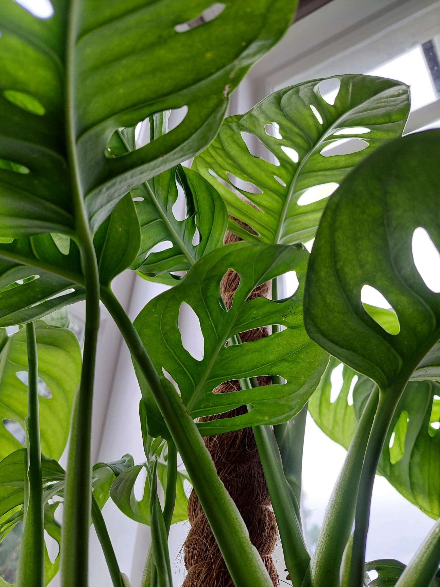 Monstera obliqua.