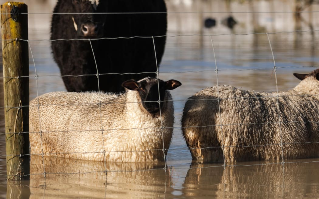 Animals in flooded paddocks in the Nelson Tasman region. Photo: RNZ