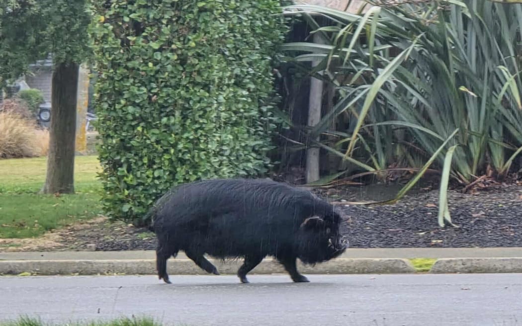 Wendy Campion spotted the pig wandering along the street in Pegasus on Monday. Photo: Wendy Campion