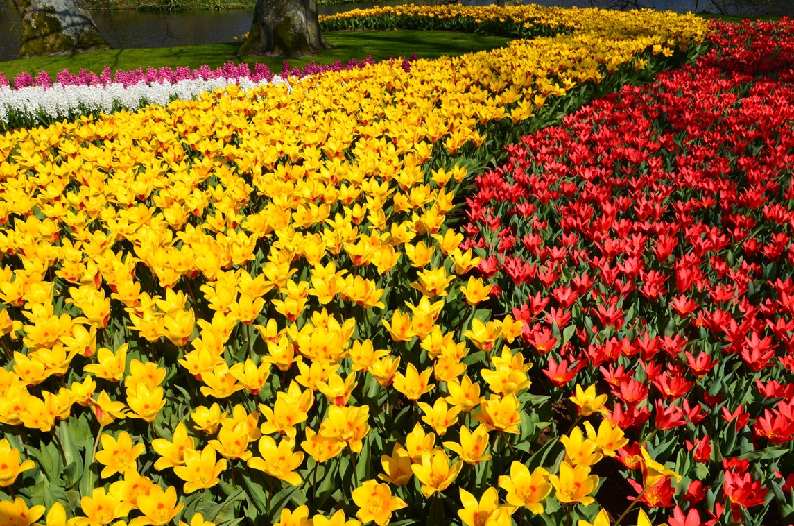 Inside Keukenhof Garden, Amsterdam’s largest tulip garden.