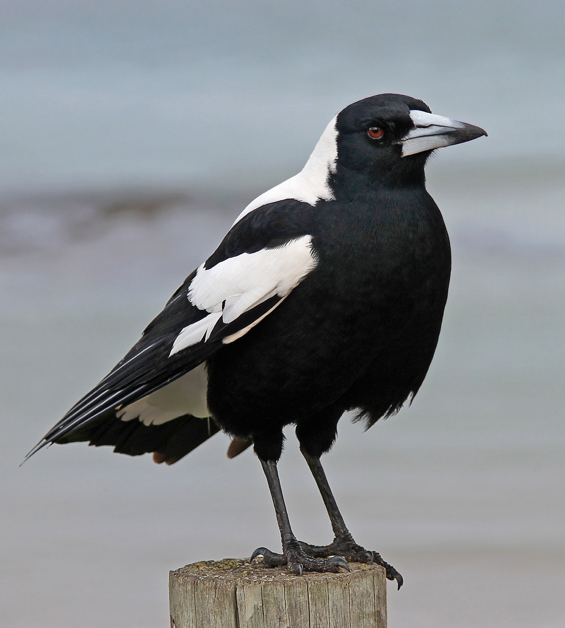 The Australian magpie’s ancestors lived in St Bathans about 19 million years ago, researchers...