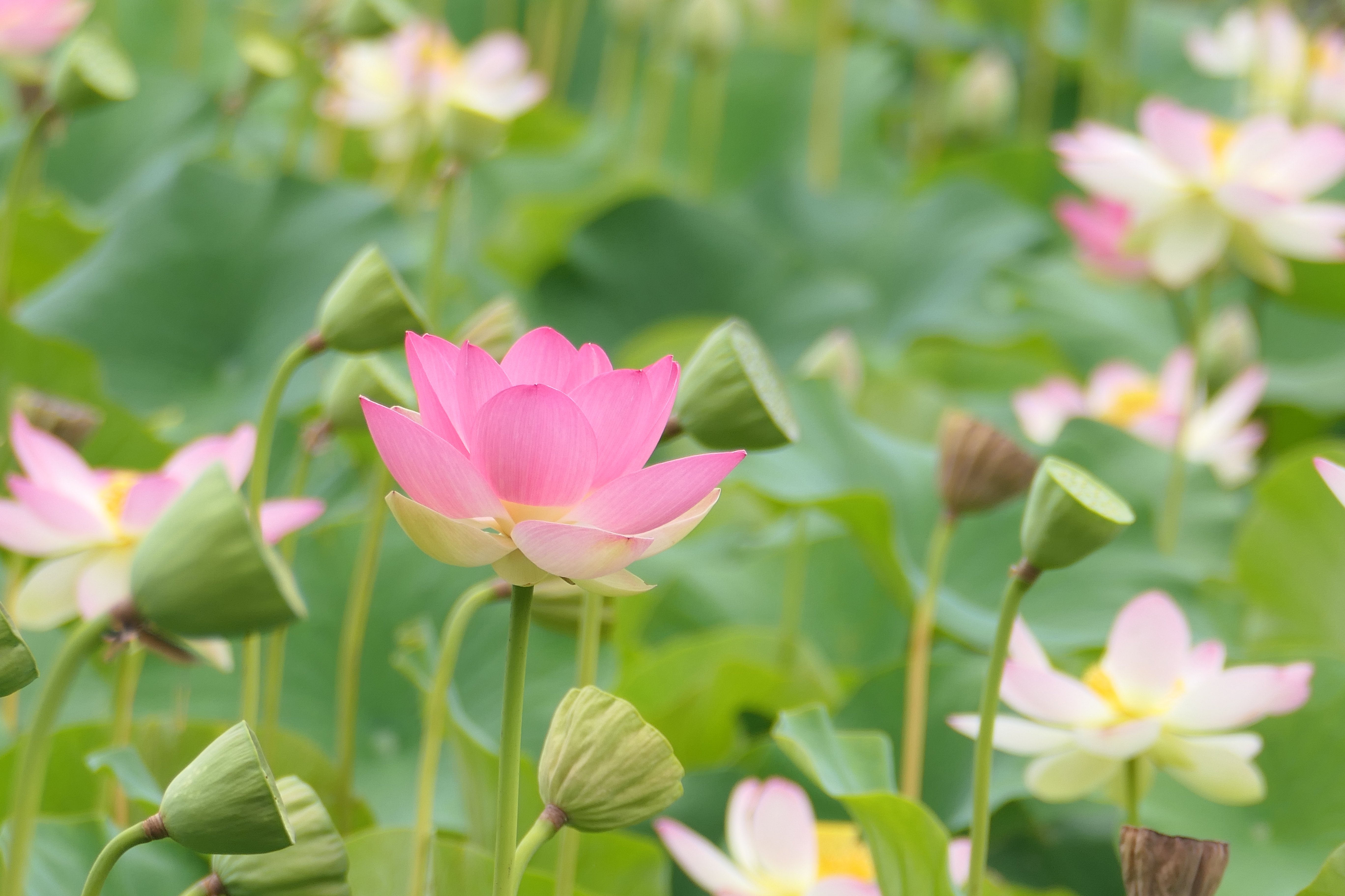 Amongst the Lillies, by Callum Flett.