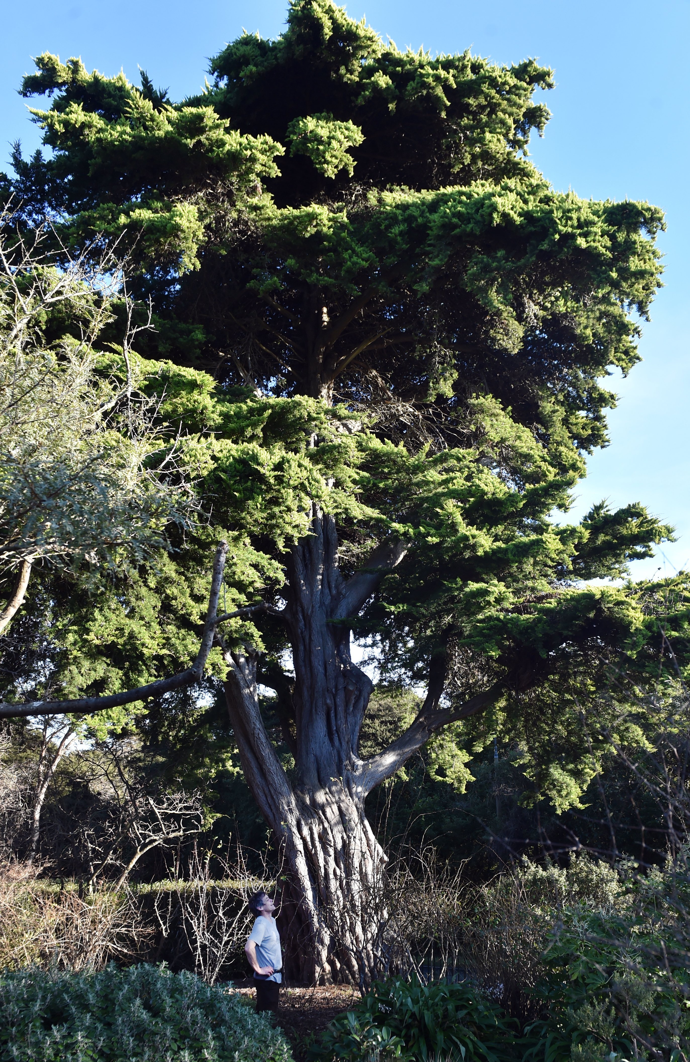 Cupressus macrocarpa 'Coneybearii' at the Dunedin Botanic Garden. PHOTO: PETER MCINTOSH