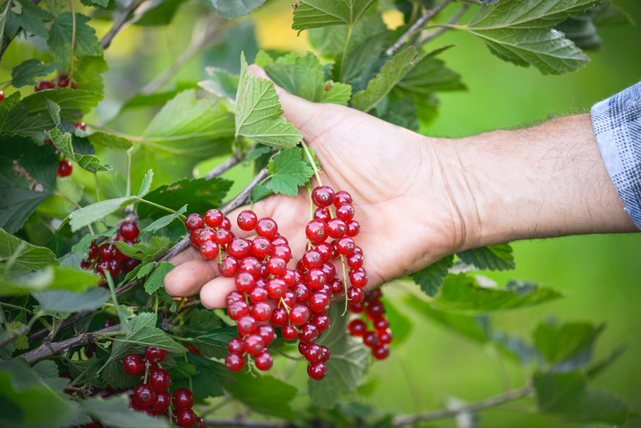 Redcurrants. PHOTO: GETTY IMAGES