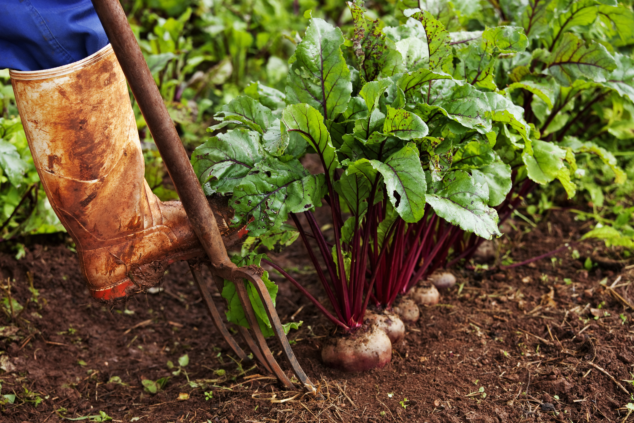 Beetroots. PHOTO: GETTY IMAGES