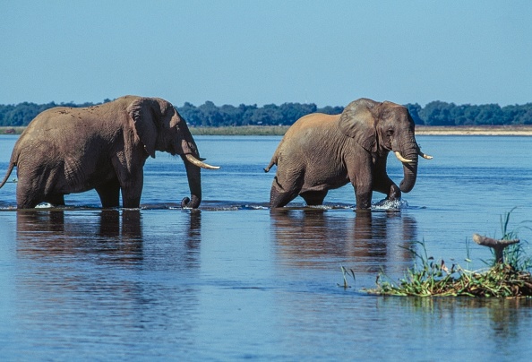 Two people were killed in an elephant attack on a safari in Zambia. Photo: Getty Images (file)