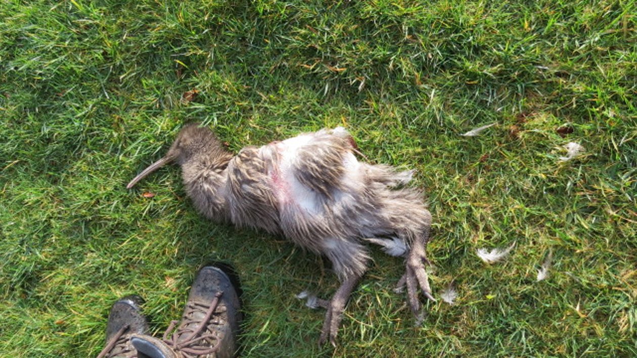 A kiwi that was killed by dogs on Stewart Island in recent years. PHOTOS: DOC