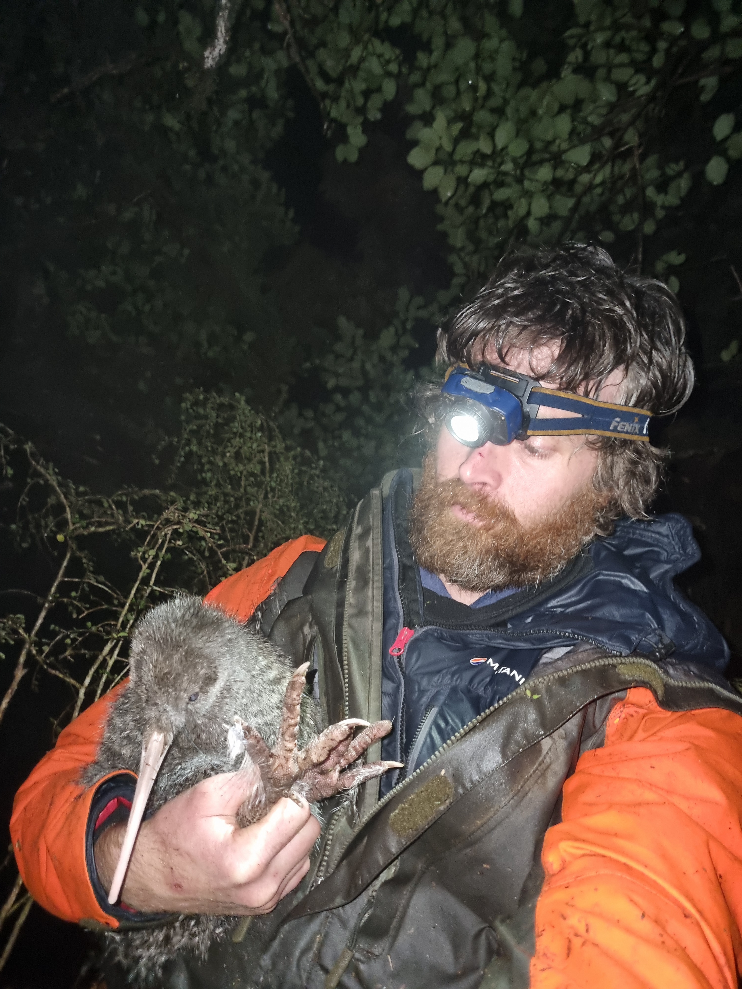 Doc biodiversity ranger Iain Graham and his conservation dog Brew were flown in to locate the...