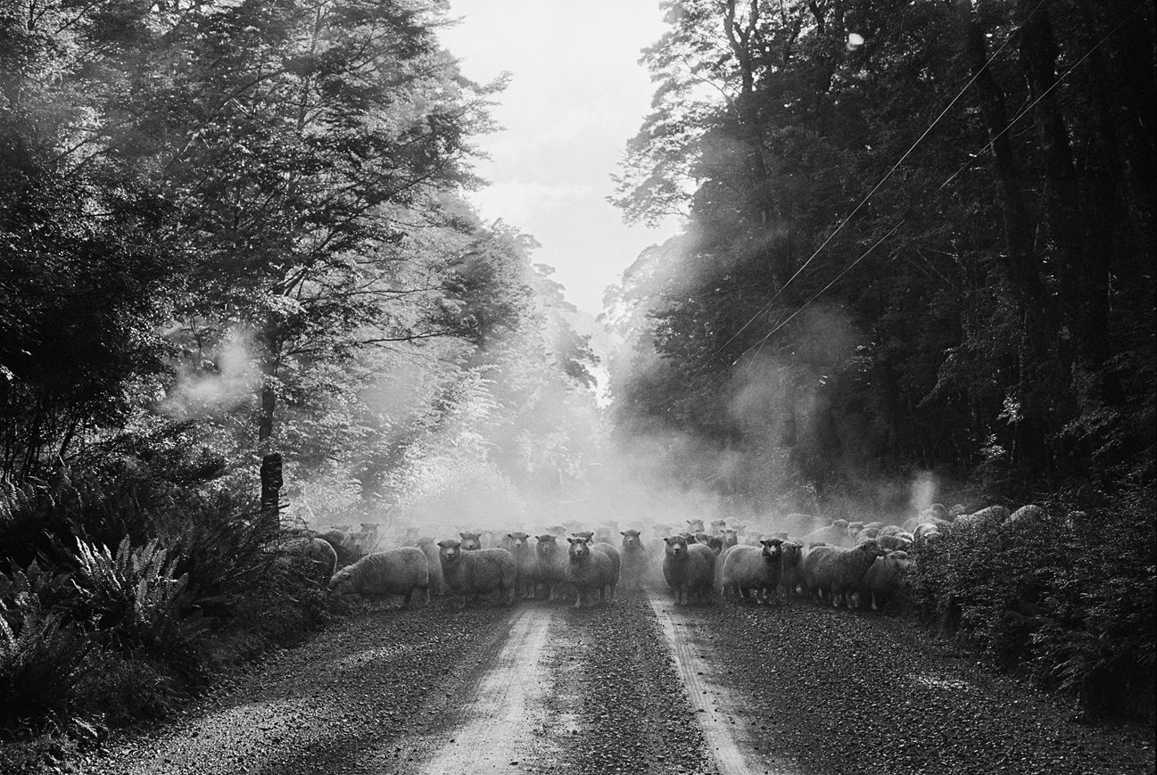 Marti Friedlander, Eglinton Valley, 1970 (2025). Photos: supplied