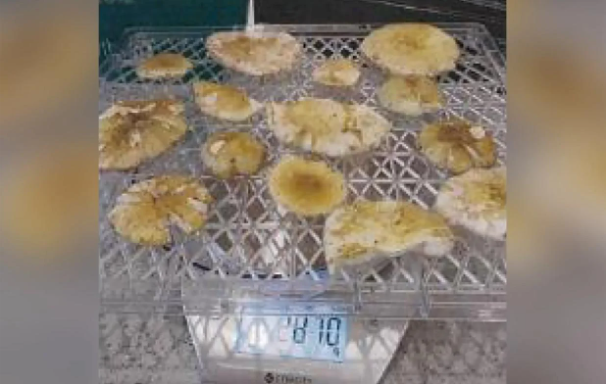 Images showing death cap mushrooms on a scale were extracted from Erin Patterson's tablet device....