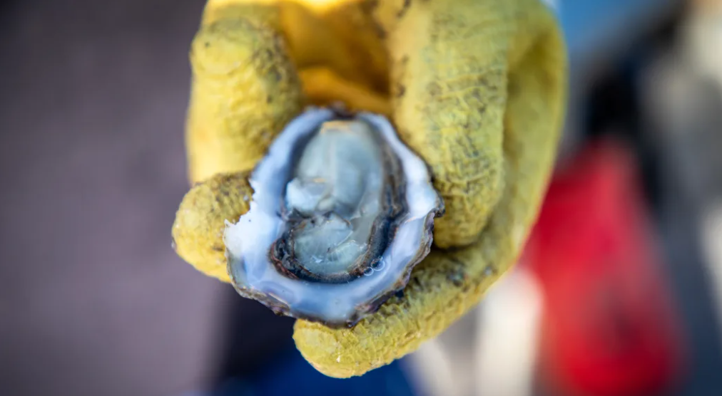 Oysters help remove pollution in water, but this means there is a high risk of food poisoning if...