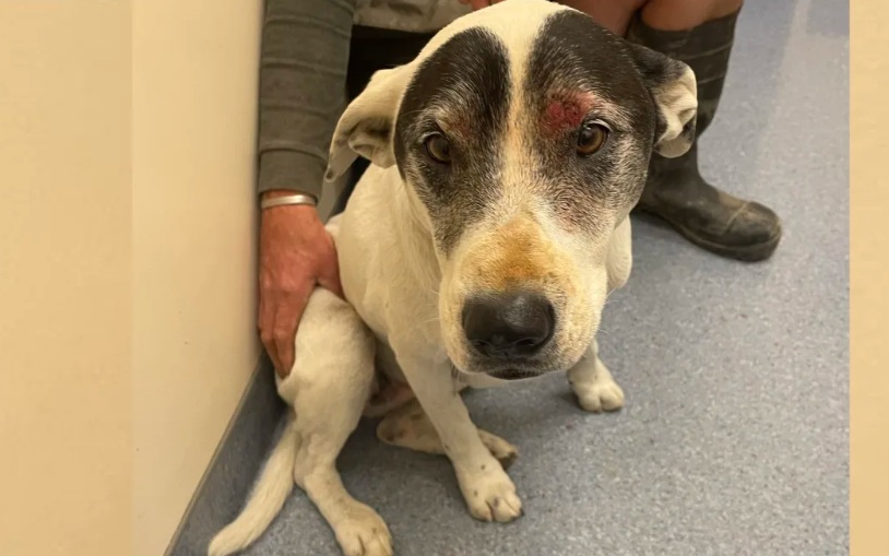 Shiva was found poking her nose out of a manhole. Photo: Supplied / Chloe Sellers
