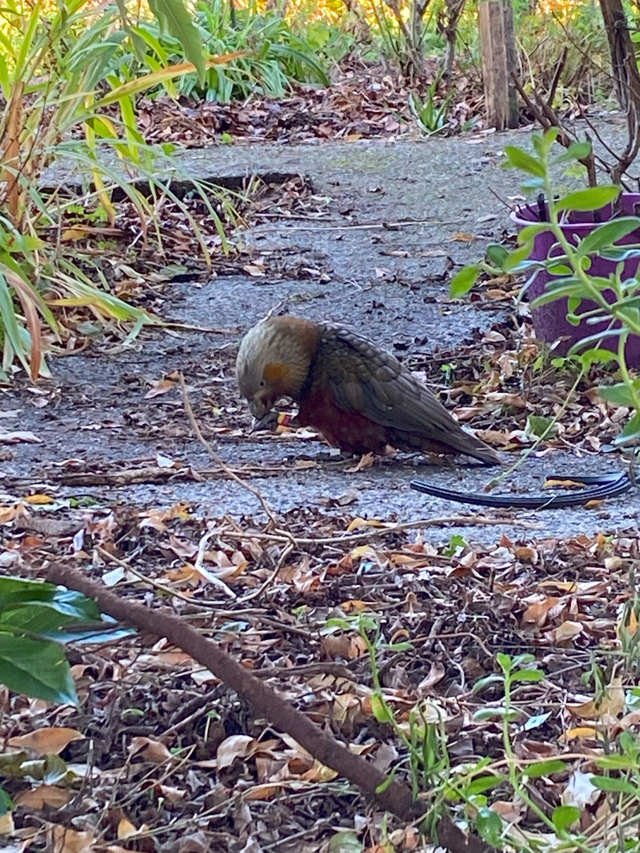A kākā pays no attention to people as it feeds in the central Dunedin garden of Rachel and...