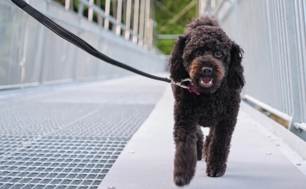 Teddy, a Cavoodle, tries out the new bridge featuring a smooth section for dogs to walk on. PHOTO...