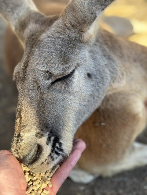 A peckish kangaroo.