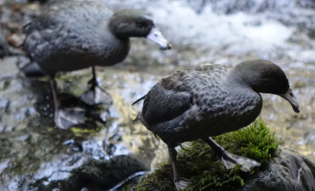 Whio live in tricky terrain which can make it difficult to find them. Photo: RNZ