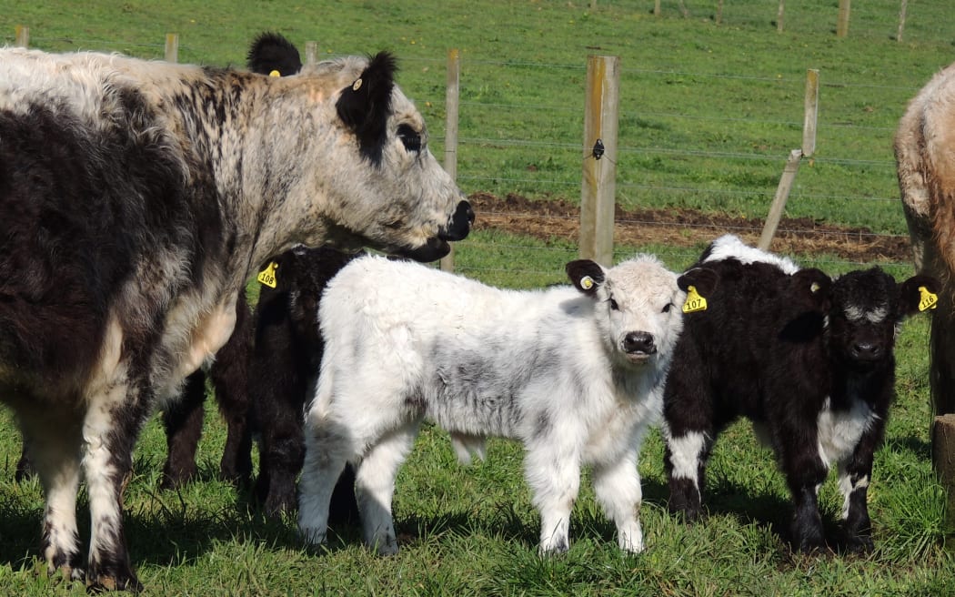 Two of the calves born on August 25. 