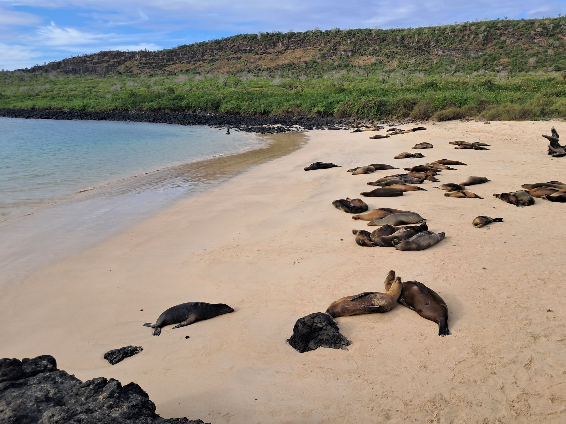 Blissed-out sea lions.