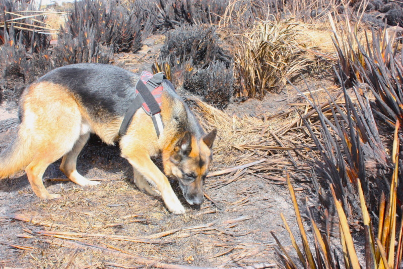 Boss has been named as one of five finalists of the 2025 South Island’s Top Dogs at Work national...