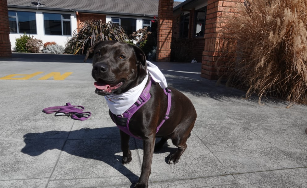 Cleo's owner says she loves visiting Radius Hampton Court in Taradale, but the future of their...