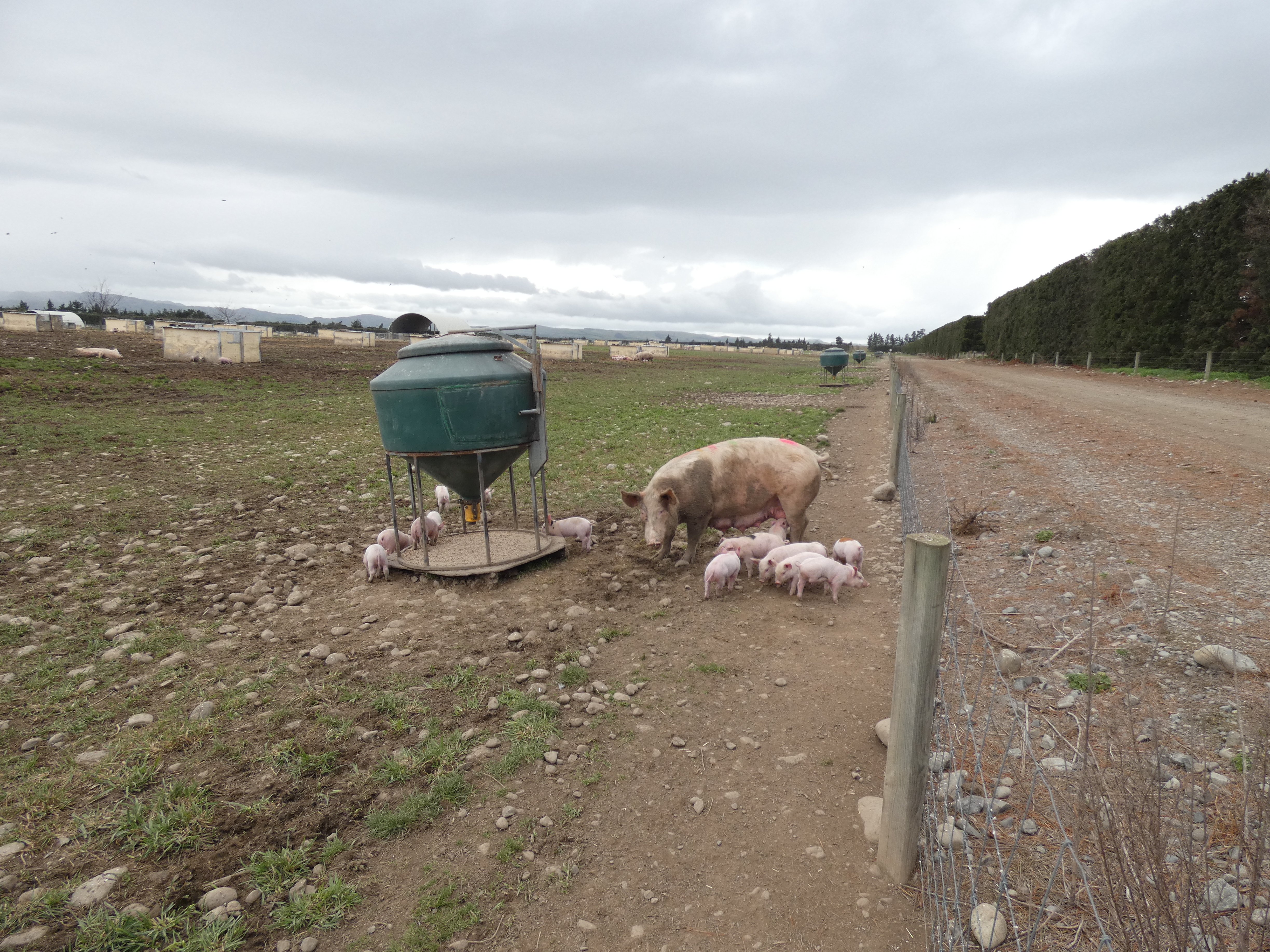 Piglets roam in free range paddocks with their sows at North Canterbury’s Patoa Farms until they...