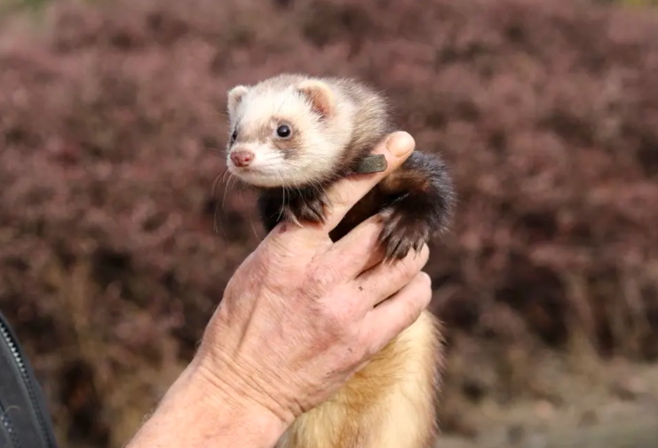A ferret dressed in a special tracking collar, ready to be sent down a warren. Photo: RNZ / Katie...