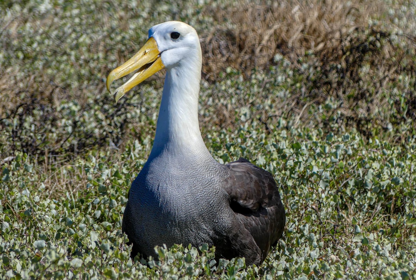 A Galapagos albatross on Espanola Island.