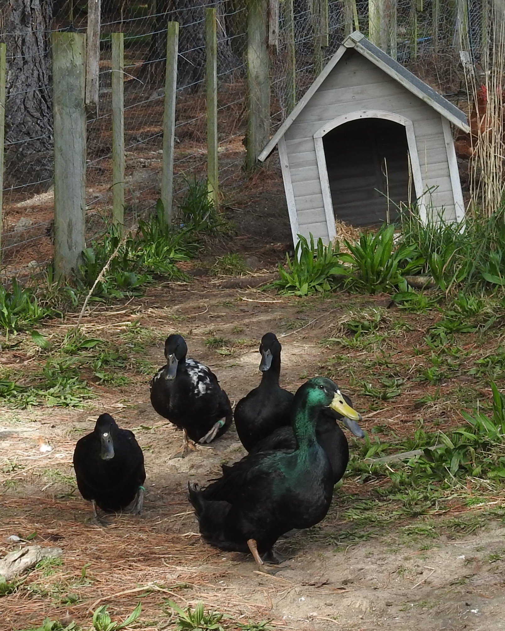 It is hoped the Cayuga ducks will keep any slugs at bay.