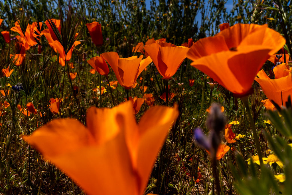 Californian poppy (Eschscholtzia)