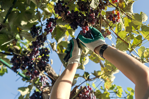 The Global Workforce Seasonal Visa is an up to three-year visa for highly experienced seasonal...