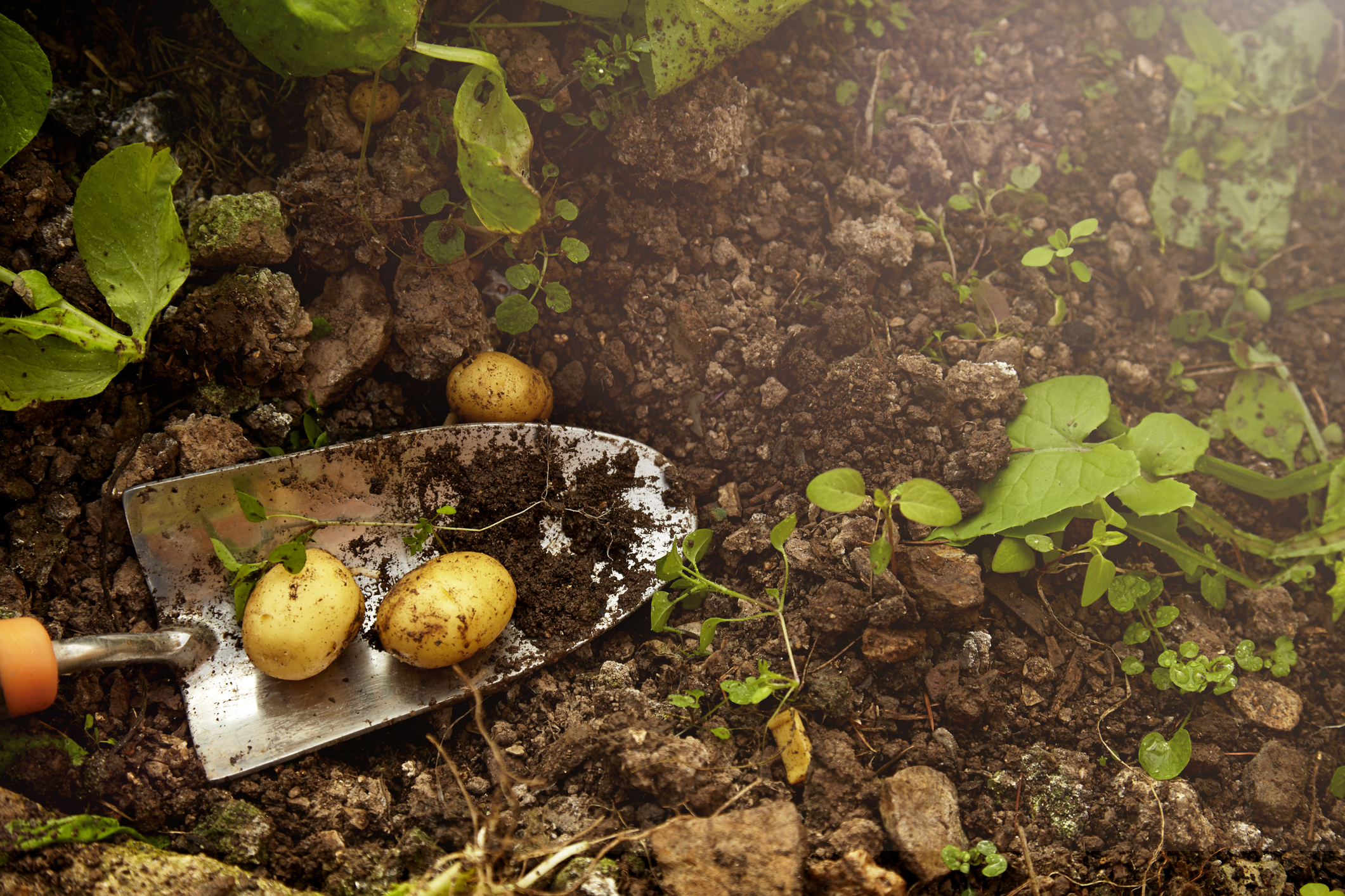 Home grown potatoes. PHOTO: GETTY IMAGES