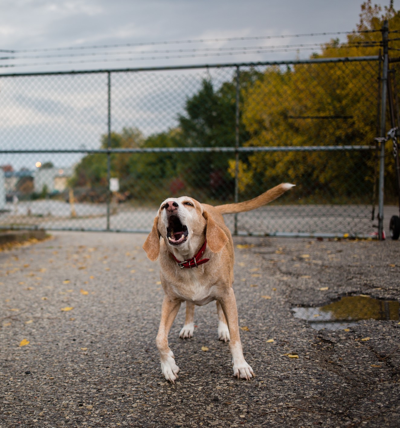 Complaints about barking dogs have increased in the past year. PHOTO: GETTY IMAGES