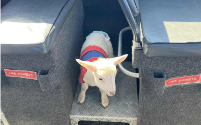 Dave the Lamb on board the Port to Port Ferry. Photo: Supplied / Port to Port ferry